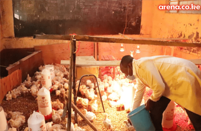 Nyeri: Private school turned into chicken rearing site