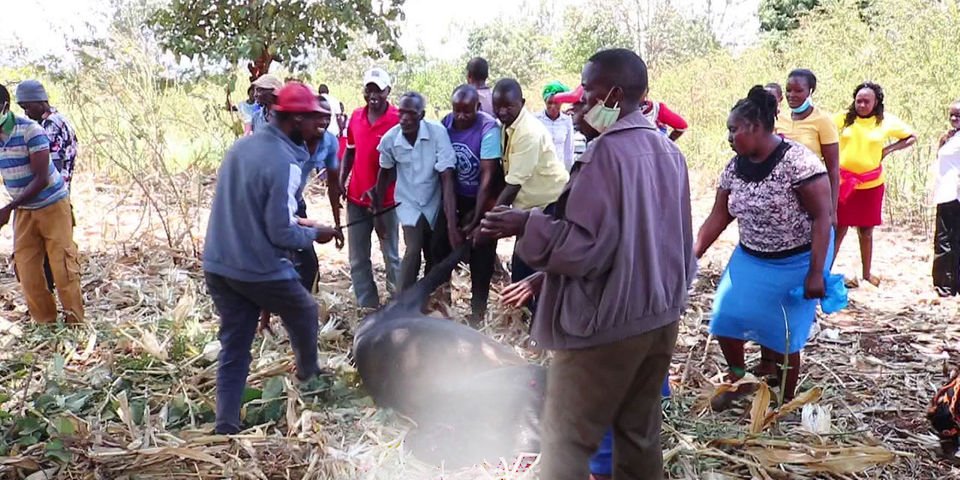 Meru: Drama as parents storm school and slaughter two bulls