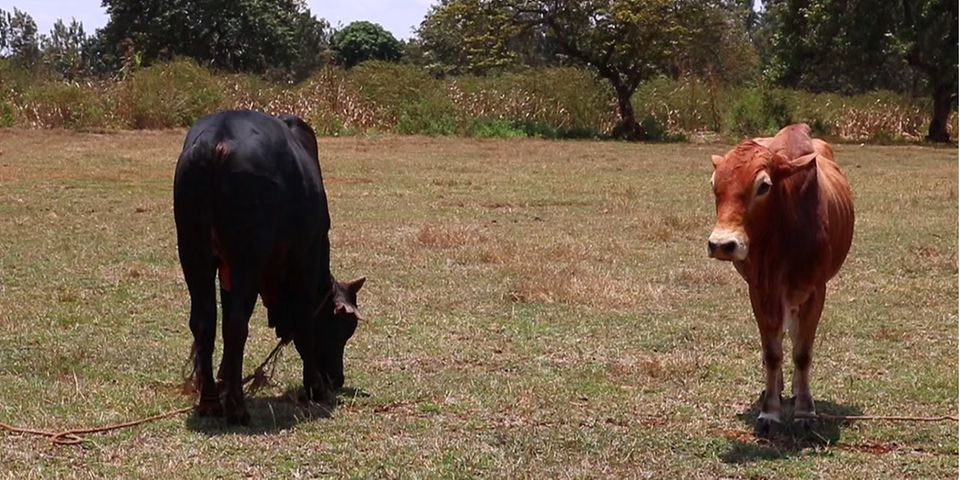 Meru: Drama as parents storm school and slaughter two bulls